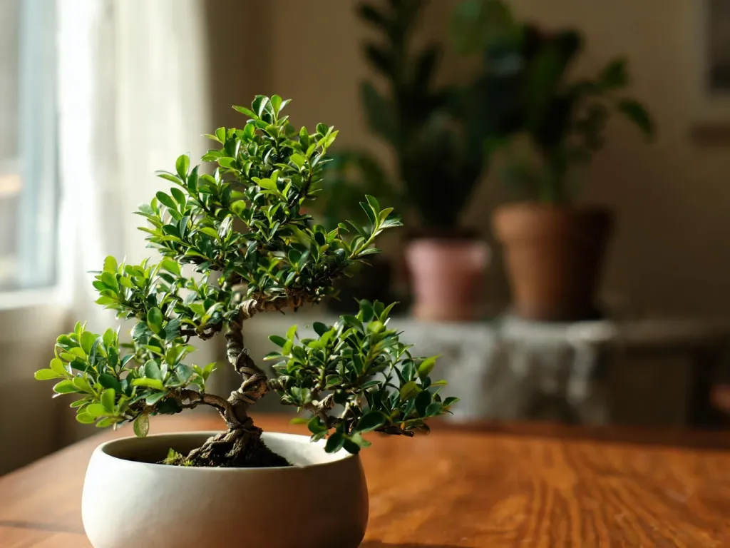 Małe drzewko bonsai fikus w doniczce na stole, z wyraźnie uformowanymi gałązkami, stojące w przytulnym, domowym wnętrzu.
