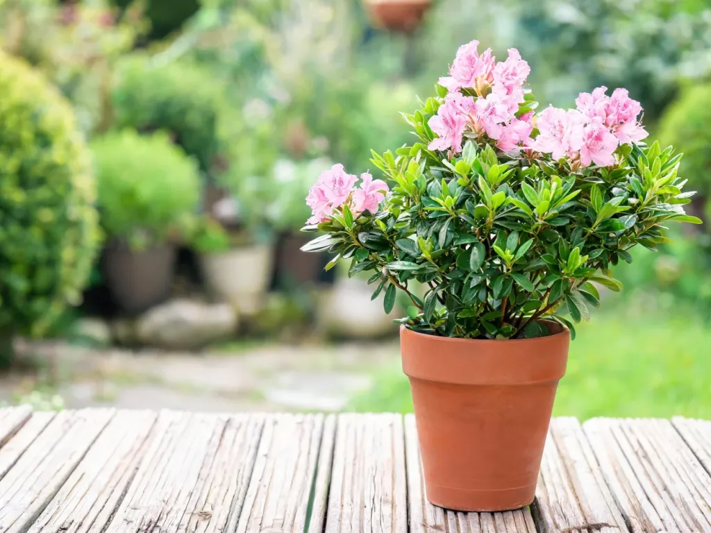 Rododendron w glinianej donicy na drewnianym tarasie, bujne liście i różowe kwiaty w spokojnym ogrodowym otoczeniu.